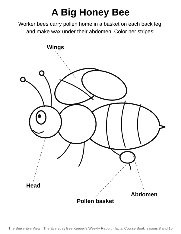 Coloring page: a big honey bee with its head, wings, abdomen and pollen basket labeled